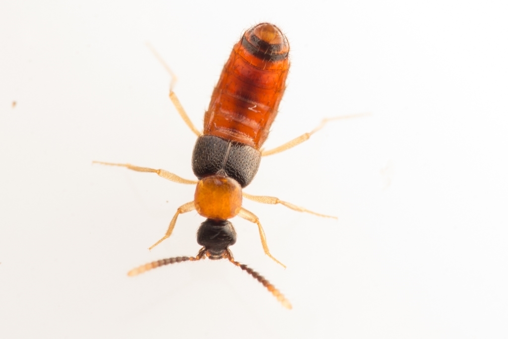 Zyras collaris