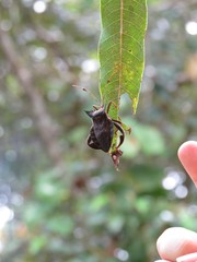 Oxypristis conspicuus