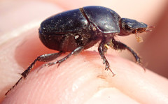 Euonthophagus carbonarius