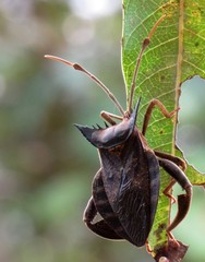 Oxypristis conspicuus
