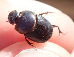 Euonthophagus carbonarius