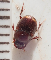 Onthophagus quadrimaculatus