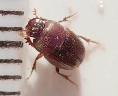 Onthophagus quadrimaculatus