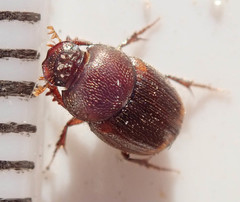 Onthophagus quadrimaculatus