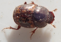Onthophagus suffusus
