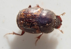 Onthophagus suffusus