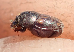 Onthophagus suffusus