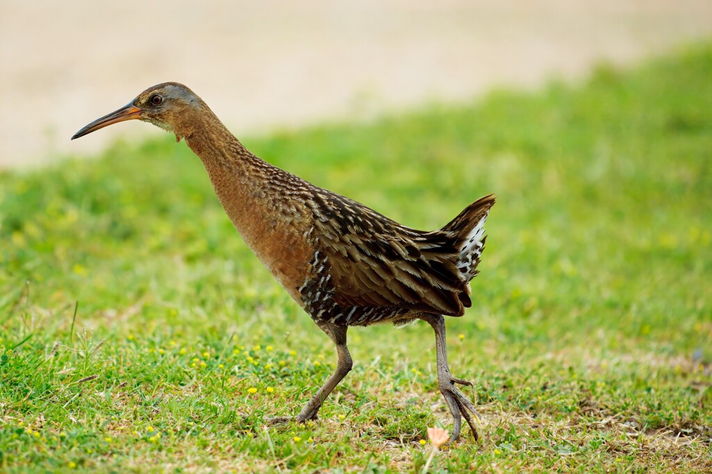King Rail