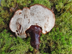 Ganoderma lucidum
