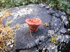 Ganoderma lucidum