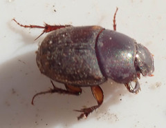 Onthophagus vinctus