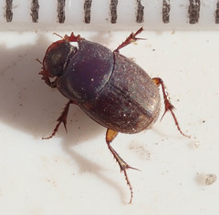 Onthophagus vinctus