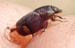 Onthophagus vinctus