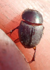 Onthophagus vinctus