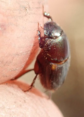 Onthophagus vinctus