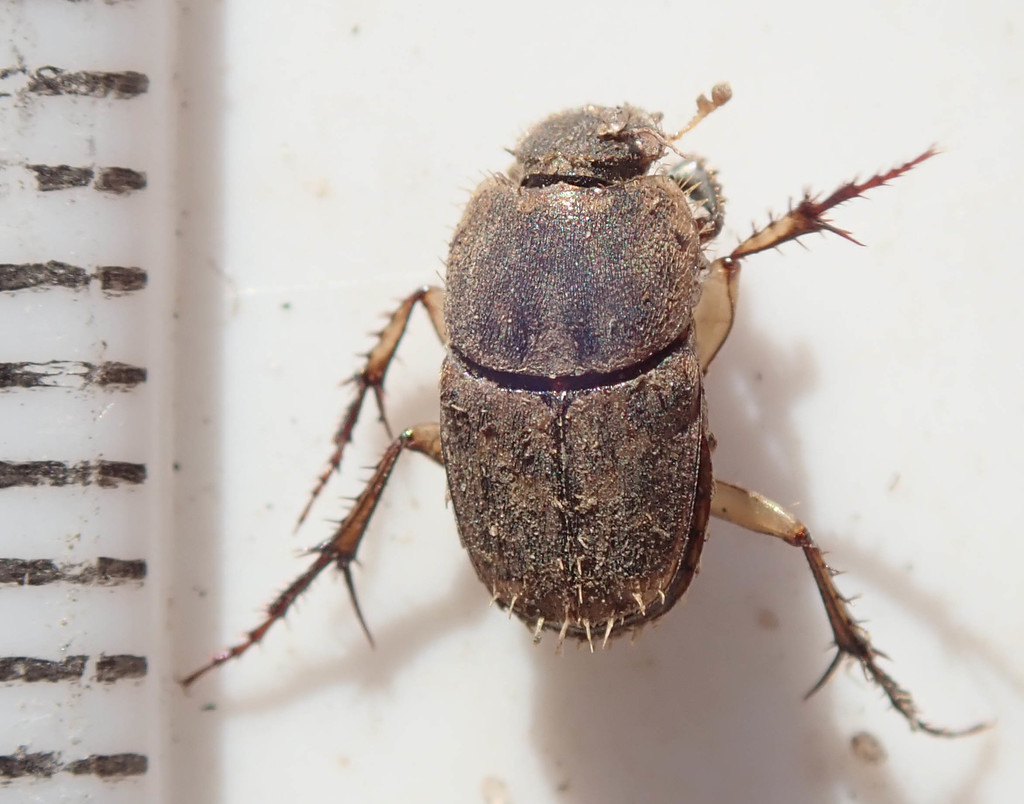Tiniocellus spinipes