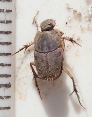 Tiniocellus spinipes