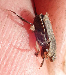 Tiniocellus spinipes