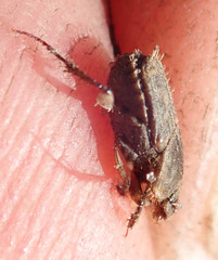 Tiniocellus spinipes