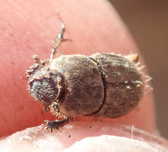 Tiniocellus spinipes