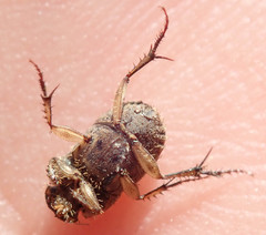 Tiniocellus spinipes