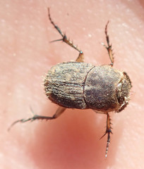 Tiniocellus spinipes