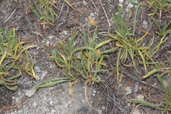 Raillardella scaposa