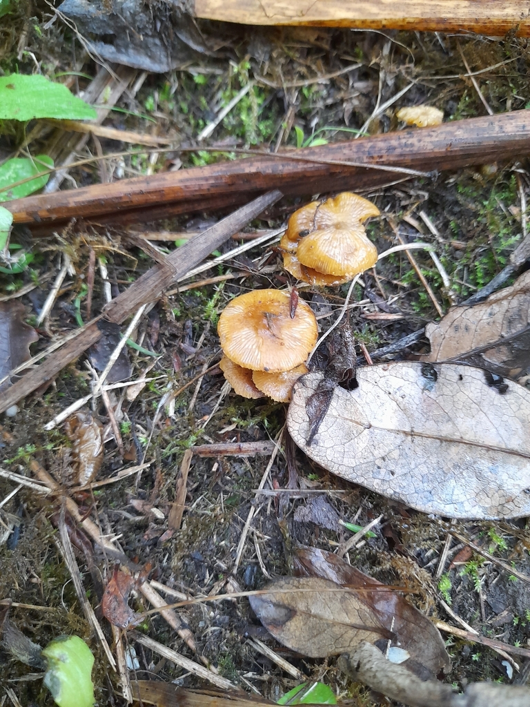 Pholiota subflammans · April 2025 · photo: © mphnz (iNaturalist, cc0)
