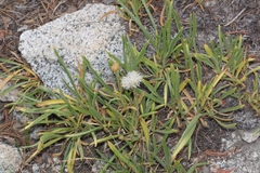Raillardella scaposa