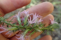 Liatris hesperelegans