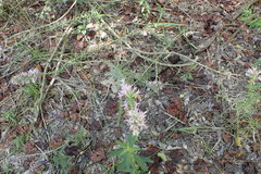 Liatris hesperelegans