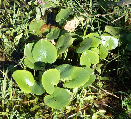 Caldesia parnassifolia