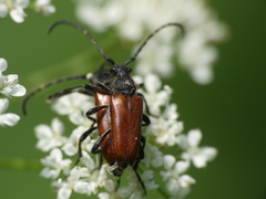 Paracorymbia simplonica