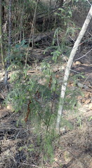 Passerina falcifolia