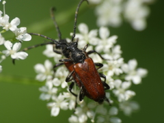 Paracorymbia simplonica