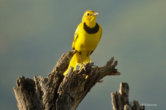 Tmetothylacus tenellus