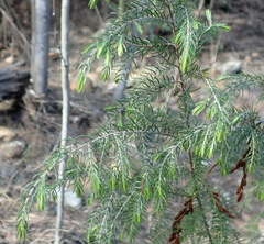 Passerina falcifolia
