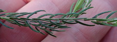 Passerina falcifolia