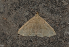 Zanclognatha pedipilalis
