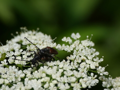 Paracorymbia simplonica