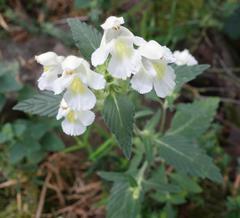 Galeopsis segetum