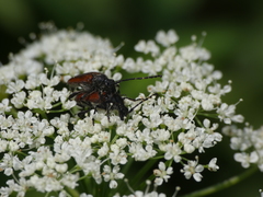 Paracorymbia simplonica