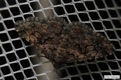 Toxonprucha repentis