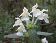Galeopsis segetum