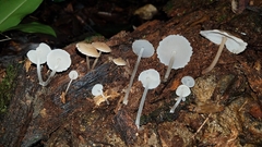 Filoboletus