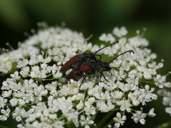 Paracorymbia simplonica