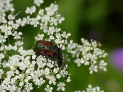 Paracorymbia simplonica