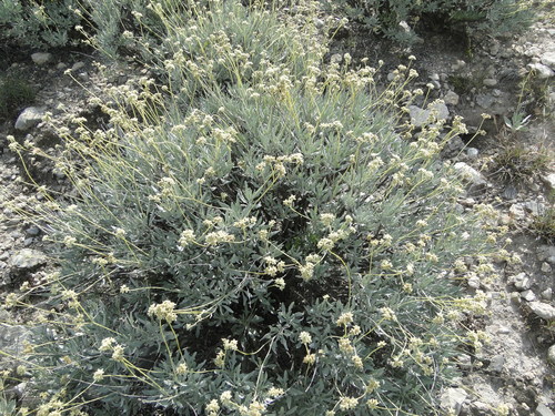 Image of Parthenium argentatum by (c) Leticia Jiménez Hernández, some rights reserved (CC BY-SA)