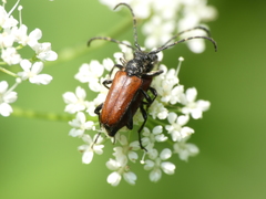 Paracorymbia simplonica