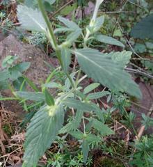 Galeopsis segetum